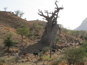 Baobab boom