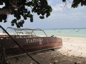 4 15 hier in het zuiden van zanzibar zwemmen we uren samen met dolfijnen