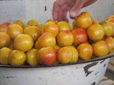 9 Ferghana fruit