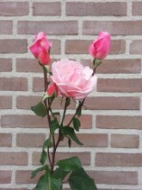 roos van slippersopreis roos van slippersopreis